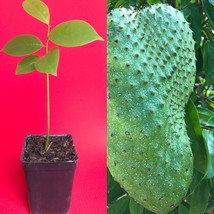 Annona Muricata Graviola Soursop Guanabana Potted Starter PLANT Tropical... - $25.73
