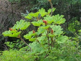 US Seller Oplopanax Horridus Devils Club Seeds Very Exotic New Fresh Seeds - $17.98