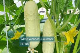 White Wonder Cucumber Seeds | Heirloom | Crisp &amp; Bitter-Free | Non-GMO |... - $4.99+