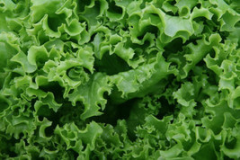 HeirloomSupplySuccess 100 Heirloom Black Seeded Simpson Lettuce seeds - $2.99