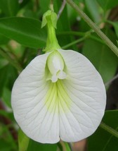 ArfanJaya 10_seeds Clitoria ternatea Single White - £16.14 GBP