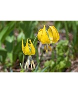 GIB 10 Yellow Glacier Lily Erythronium Grandiflorum Avalanche Dogtooth Flower Se - $18.00