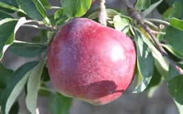 25 William&#39;s Pride Apple Seeds Planting Fresh Seeds - $13.69 CAD