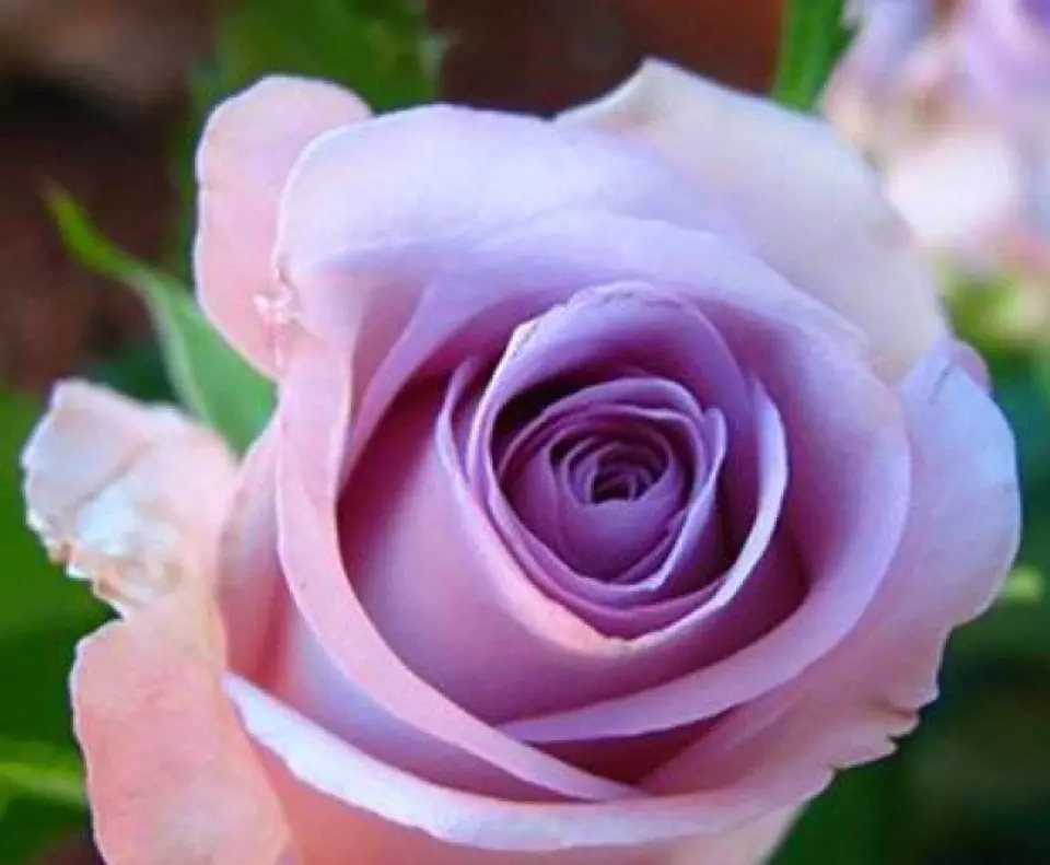 20 SEEDS for CLASSIC PURPLE PINK Rose hybrid - $13.64