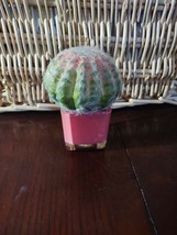 Pier 1 Pink Cactus Plant-Brand New-SHIPS N 24 HOURS - $29.58