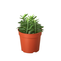 Devil&#39;s Backbone Euphorbia-6&quot; Pot - $872.66 MXN