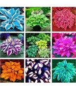 Colorful Hosta Flores Flower Plantas Coleus Genus Planting Potted Color ... - $6.90