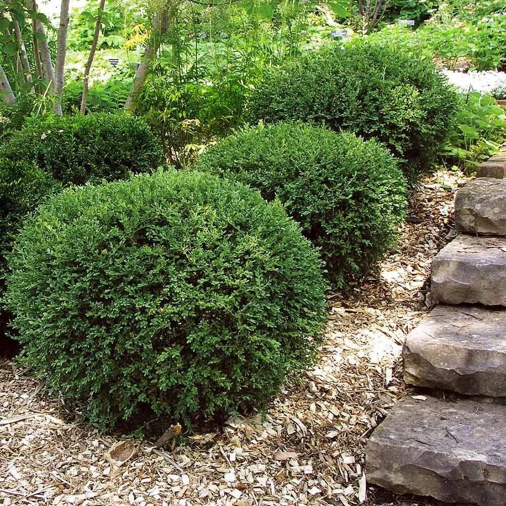 Wintergreen Boxwood Live Quart Size Plants Dense Foliage - $40.77