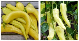 90 Seeds Sweet Banana Pepper Seeds Fresh Garden Seeds FREE SHIP - £16.77 GBP