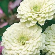 New Fresh USA Seller 100 Purity White Zinnia Flower Seeds - $13.96