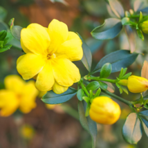 Yellow Arabian Jasmine 10 PCS Seeds - £9.06 GBP