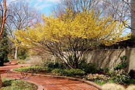 American Witch Hazel 4" pot image 2