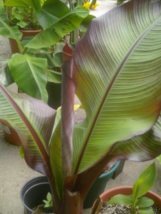 1 Pcs Starter Plant 10&quot; Tall Ensete Maurelii Red Abyssinian Banana Plant | RK - £31.77 GBP