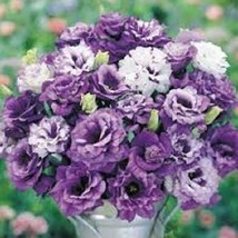 30 Seeds Purple Shades Mix Lisianthus Flower New Fresh Seeds USA - $13.80