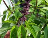 Licorice Basil Herb Seeds, Thai Basil, NON-GMO, Variety Sizes, FREE SHIP... - $1.97+