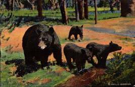 Linen POSTCARD-MOTHER Bear With Her 3 CUBS- Yellowstone National Park.Wo BK31 - £2.35 GBP