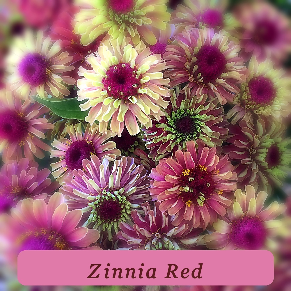 25 Red Lime Queeny Zinnia Elegans Green Queen Flower Seeds Fresh Harvest - $5.46