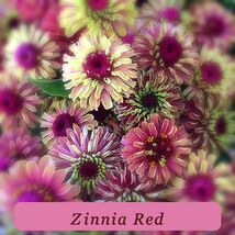 7529 zinnia red pop thumb200