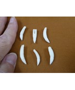 G371-43-9) SIX 1&quot; GATOR Alligator Aligator T**th GATORS jewelry gators m... - €15,44 EUR