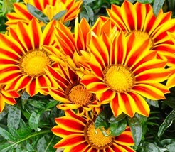 Item image 1 image 1