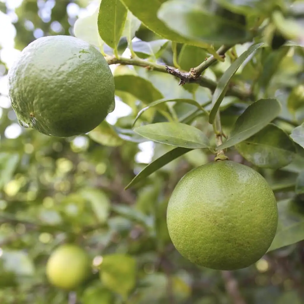 Thornless Mexican Key Lime Tree 26-30&quot; Tall Citrus Plant Gallon - £22.31 GBP