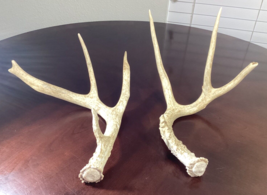 Whitetail Deer Antlers Set 6 Point w/One Double 12&quot; x 13&quot; - £45.13 GBP