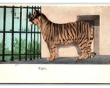 Bengal Tiger in Cage UNP UDB Postcard S25 - $2.92