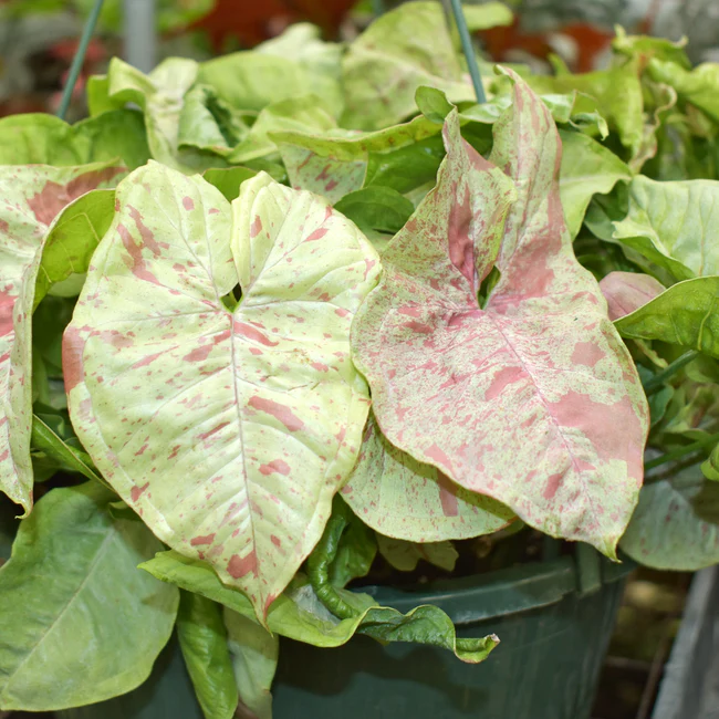 TKBONStore Syngonium Podophyllum Milk Confetti 3.5 Inch Pot - $69.98