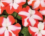 Impatiens Seeds Accent Premium Orange Star 50 Seeds Fast Grow - $13.60