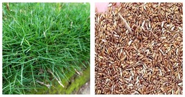 Zoysia Japonica Grass Seeds 60000Pcs Seeds (Color: Seed) - £25.96 GBP
