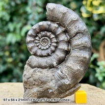 Rare Eteoderoceras (Eoderoceras) Pyrite Ammonite Fossil | Jurassic Coast, - $92.01