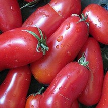 200 Tomato San Marzano Vegetable Fresh Seeds USA Seller - $16.00