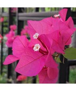 3 Barbara Karst Bougainvillea Live Plants 2.5” Nursery Cubes Red-Magenta... - $67.00 CAD