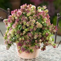 Kirigami Oregano 50 Seeds Ornamental Oregano Trailing Oregano Fresh Seeds Garden - $28.00