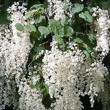 100 White Oceanspray Shrub Creambush Mountain Spray Holodiscus Flower Se... - $279.68 MXN