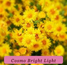 Cosmo Bright Light Flower Seeds Heirloom Non-Gmo Fresh Garden Seeds Vibrant - $54.18 MXN