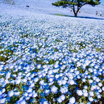 1000 Baby Blue Eyes Seeds Flowers Groundcover Drought Tolerant Wildflower Spring - £7.98 GBP