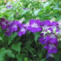 Privacy Asarina Joan Loraine 96&quot; Climber 2&quot; Deep Purple Trumpets Climbing Snapdr - $15.75