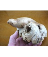 (q116-t) coastal Seal PARASITE WOOD carving FIGURINE love little baby se... - $49.08