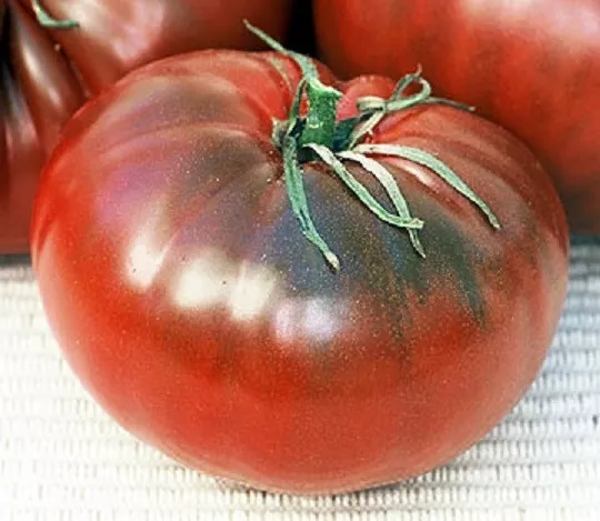 25 Cherokee Chocolate Tomato Seeds Seed Fresh Seeds - $25.50