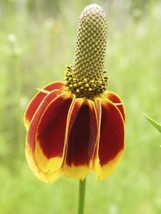 Mexican Hat 300 Seeds Free Shipping - $4.00