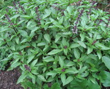 150 Thai Spicy Basil Non - Gmo Fresh Fast Shipping - $8.99