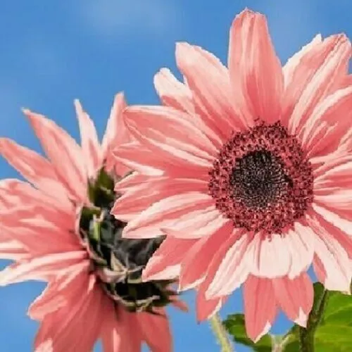 Seeds Light Pink Sunflowers Huge Sunflower Garden Large Flowers 100 Seeds R Fres - £9.41 GBP