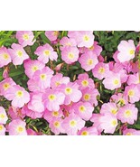 Primrose Evening Showy Pink 200 Seeds Free Shipping - $76.02 MXN