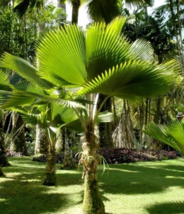 5 Pc Seeds Ruffled Fan Palm Plant, Licuala grandis Seeds for Planting | RK - £15.10 GBP