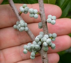 Northern Bayberry/Waxmyrtle ~ 25 Seeds - (Myrica pensylvanica) - FREE SHIPPING - £4.39 GBP