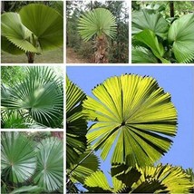 US Seller 30Pcs Palm Tropical Outdoor Evergreen Fan Shaped Seeds Fast Sh... - $15.35