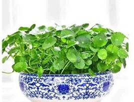 US Seller 100Pcs Hydrocotyle Vulgaris Seeds Fast Shipping - £11.46 GBP