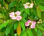 5 Flowering Pink Dogwood Tree Cornus Capitata Angustata Kousa Seeds Pack - $5.99