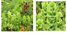 300 Seeds Bells Of Ireland Cut Flowers Drying Unusual Re-Seeds - £21.57 GBP